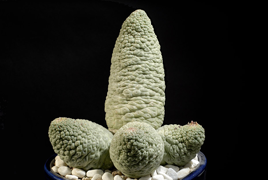 Tricocaulon cactiforme d 15 h 15 200-00 €.jpg